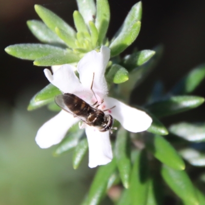 Melangyna sp. (genus) (Hover Fly) at Guerilla Bay, NSW - 6 Aug 2022 by LisaH