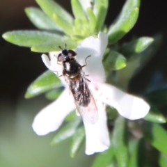 Melangyna sp. (genus) at Guerilla Bay, NSW - 6 Aug 2022 01:02 PM