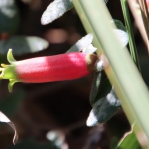 Correa reflexa at Guerilla Bay, NSW - 6 Aug 2022