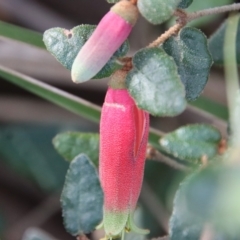 Correa reflexa at Guerilla Bay, NSW - 6 Aug 2022