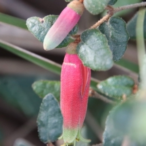 Correa reflexa at Guerilla Bay, NSW - 6 Aug 2022 01:11 PM