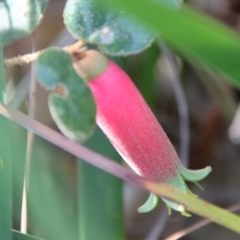 Correa reflexa at Guerilla Bay, NSW - 6 Aug 2022