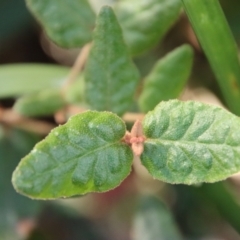 Correa reflexa at Guerilla Bay, NSW - 6 Aug 2022 01:11 PM