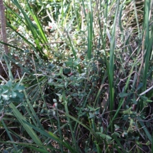 Correa reflexa at Guerilla Bay, NSW - 6 Aug 2022