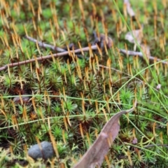 Polytrichum at Black Mountain - 6 Aug 2022 by Tapirlord