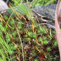 Polytrichum at Acton, ACT - 6 Aug 2022