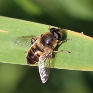 Eristalis tenax at Guerilla Bay, NSW - 6 Aug 2022 01:16 PM