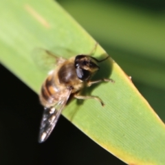 Eristalis tenax at Guerilla Bay, NSW - 6 Aug 2022 01:16 PM