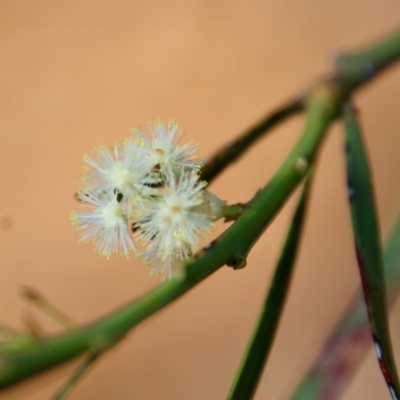 Acacia suaveolens (Sweet Wattle) at Guerilla Bay, NSW - 6 Aug 2022 by LisaH