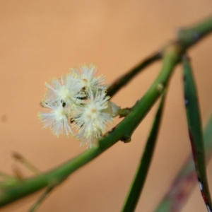 Acacia suaveolens at Guerilla Bay, NSW - 6 Aug 2022