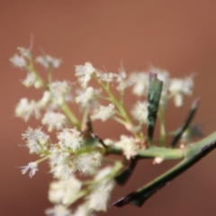 Acacia suaveolens at Guerilla Bay, NSW - 6 Aug 2022 01:38 PM