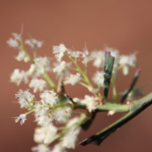 Acacia suaveolens at Guerilla Bay, NSW - 6 Aug 2022