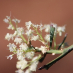 Acacia suaveolens at Guerilla Bay, NSW - 6 Aug 2022 01:38 PM