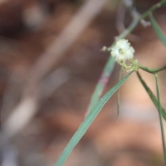 Acacia suaveolens at Guerilla Bay, NSW - 6 Aug 2022