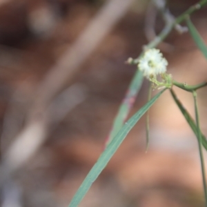 Acacia suaveolens at Guerilla Bay, NSW - 6 Aug 2022 01:38 PM