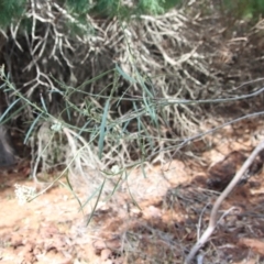 Acacia suaveolens at Guerilla Bay, NSW - 6 Aug 2022