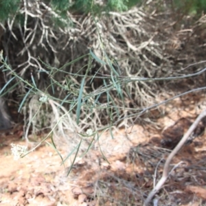 Acacia suaveolens at Guerilla Bay, NSW - 6 Aug 2022 01:38 PM