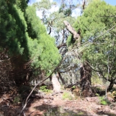Acacia suaveolens at Guerilla Bay, NSW - 6 Aug 2022 01:38 PM