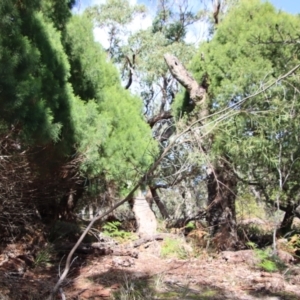 Acacia suaveolens at Guerilla Bay, NSW - 6 Aug 2022