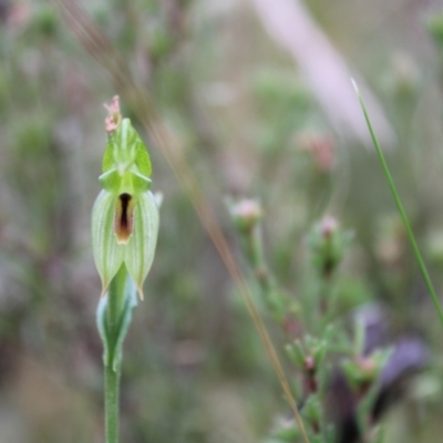 Bunochilus umbrinus (ACT) = Pterostylis umbrina (NSW) (Broad-sepaled Leafy Greenhood) at Acton, ACT by Tapirlord