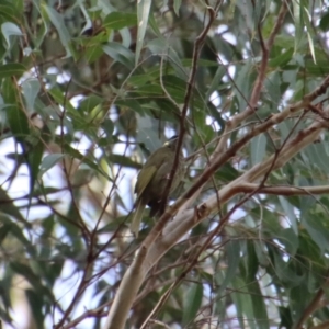 Meliphaga lewinii at Broulee, NSW - 6 Aug 2022