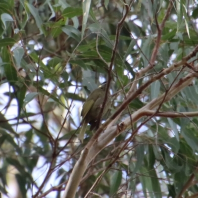 Meliphaga lewinii (Lewin's Honeyeater) at Broulee Moruya Nature Observation Area - 6 Aug 2022 by LisaH