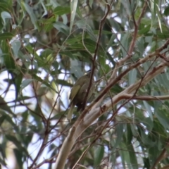 Meliphaga lewinii (Lewin's Honeyeater) at Broulee, NSW - 6 Aug 2022 by LisaH