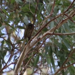 Meliphaga lewinii at Broulee, NSW - 6 Aug 2022