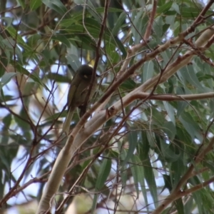 Meliphaga lewinii at Broulee, NSW - 6 Aug 2022