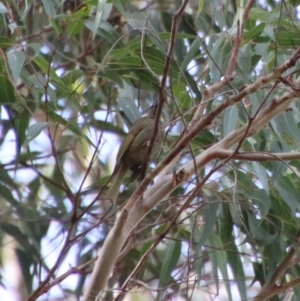 Meliphaga lewinii at Broulee, NSW - 6 Aug 2022