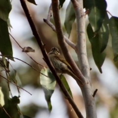 Caligavis chrysops (Yellow-faced Honeyeater) at Broulee Moruya Nature Observation Area - 6 Aug 2022 by LisaH