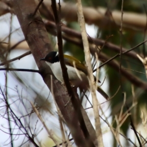 Melithreptus lunatus at Broulee, NSW - suppressed