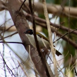 Melithreptus lunatus at Broulee, NSW - suppressed