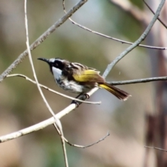 Phylidonyris niger (White-cheeked Honeyeater) at Broulee Moruya Nature Observation Area - 6 Aug 2022 by LisaH