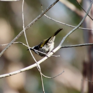 Phylidonyris niger at Broulee, NSW - 6 Aug 2022