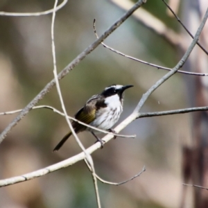 Phylidonyris niger at Broulee, NSW - 6 Aug 2022