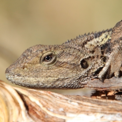 Amphibolurus muricatus (Jacky Lizard) at Guerilla Bay, NSW - 6 Aug 2022 by LisaH