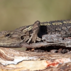 Amphibolurus muricatus at Guerilla Bay, NSW - 6 Aug 2022 12:54 PM