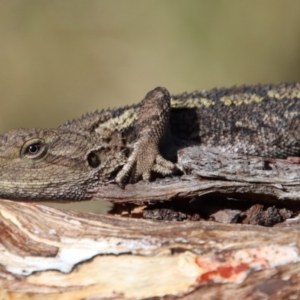 Amphibolurus muricatus at Guerilla Bay, NSW - 6 Aug 2022