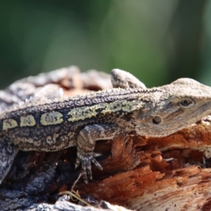 Amphibolurus muricatus at Guerilla Bay, NSW - 6 Aug 2022