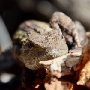 Amphibolurus muricatus at Guerilla Bay, NSW - 6 Aug 2022