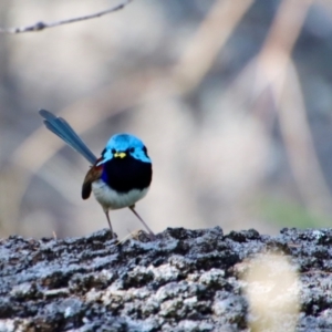 Malurus lamberti at Guerilla Bay, NSW - 6 Aug 2022 01:25 PM