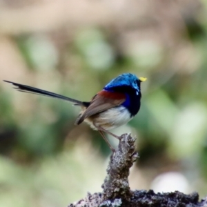 Malurus lamberti at Guerilla Bay, NSW - 6 Aug 2022 01:25 PM