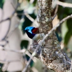 Malurus lamberti at Guerilla Bay, NSW - 6 Aug 2022 01:25 PM