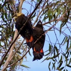 Calyptorhynchus lathami lathami (Glossy Black-Cockatoo) at Broulee Moruya Nature Observation Area - 6 Aug 2022 by LisaH