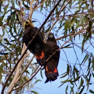Calyptorhynchus lathami at Moruya, NSW - 6 Aug 2022