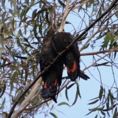 Calyptorhynchus lathami lathami at Moruya, NSW - 6 Aug 2022