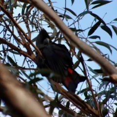 Calyptorhynchus lathami lathami at Moruya, NSW - 6 Aug 2022