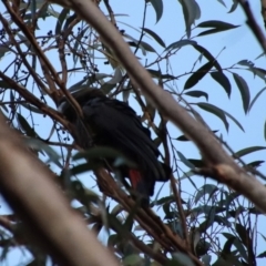 Calyptorhynchus lathami lathami at Moruya, NSW - suppressed