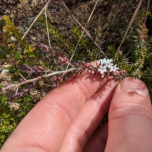 Styphelia attenuata at Tennent, ACT - 6 Aug 2022 12:31 PM